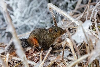 宝可梦GO Plus+公开概念视频皮卡丘陪玩陪睡