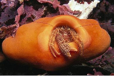 《机械战警：暴戾都市》开启预购 国区售价199元